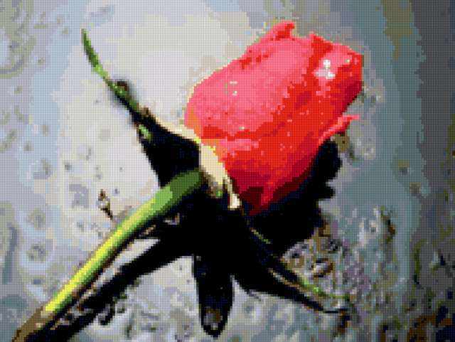 Бутон красной розы, цветы, роза, бутон, роса