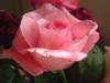 Розоая роза: оригинал