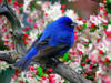 Схема вышивки «Синяя Птица Счастья»