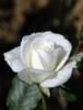 Схема вышивки «Очень белая роза»