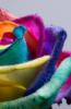 Схема вышивки «Радуга в цветах»