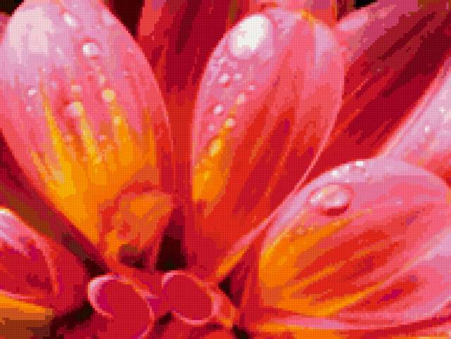 Георгин 1, цветы, растения, георгтн, флора, цветок