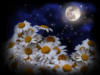 Схема вышивки «Лунные цветы»