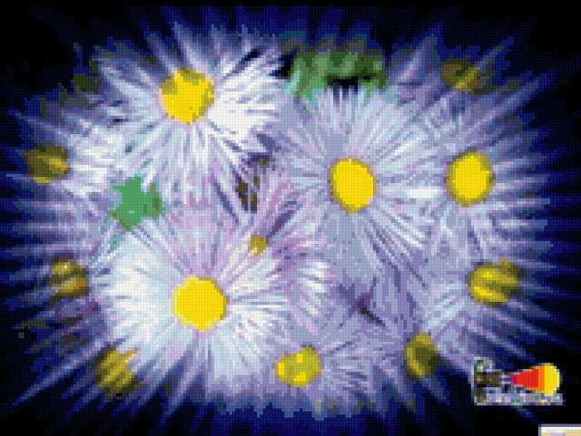 Астра, цветы, растения, астра, флора, цветок