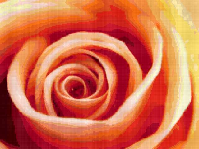 Роза, цветы, растения, роза, флора, цветок