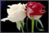 Схема вышивки «Роза красная, роза белая»