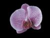 орхидея на черном: оригинал