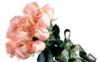 Схема вышивки «Букет из розовых роз»