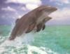 Парное плавание дельфинов: оригинал