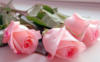 Схема вышивки «Розовые розы»