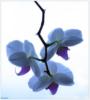 Схема вышивки «Голубая Орхидея»