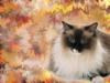 Кошка в кленовык листьях: оригинал