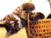 Схема вышивки «Котик в корзинке»