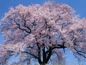 Невеста, весна, природа, пейзаж, цветы