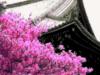Схема вышивки «Цветение сакуры»