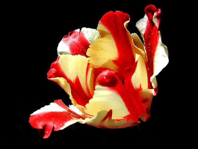 Тюльпан, цветы, растения, тюльпан, флора, цветок