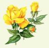 Схема вышивки «Подушка "Желтые розы"»