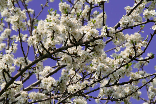 Весеннее настроение, весна, цветы, природа