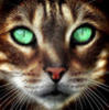 Схема вышивки «Кошка с зелеными глазами»