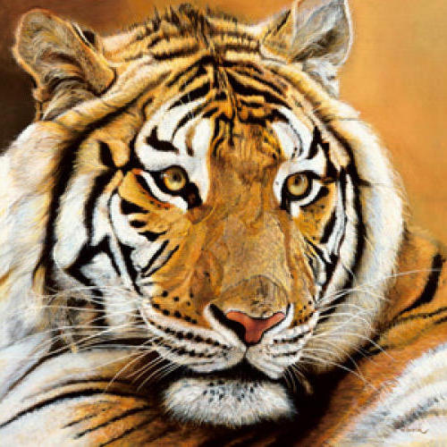 , животные, zhivotnye, тигры