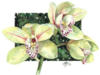 Схема вышивки «Акварель орхидеи»