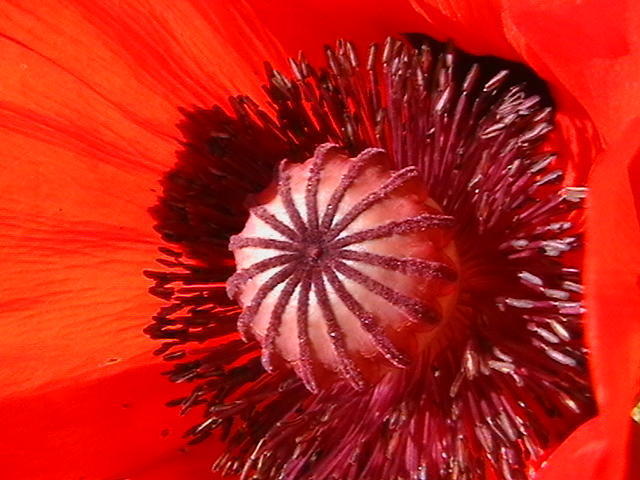 Мак, цветы, растения, мак, флора, цветок