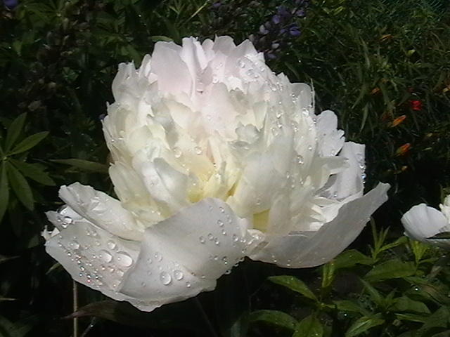 Пион 1, цветы, растения, пион, флора, цветок