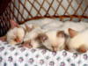 Схема вышивки «Спящие котята»
