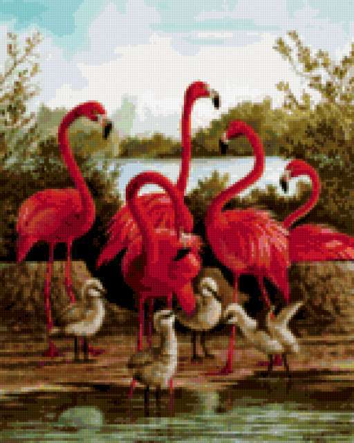Flamingo, птицы, фламинго