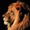 Схема вышивки «Царь зверей»