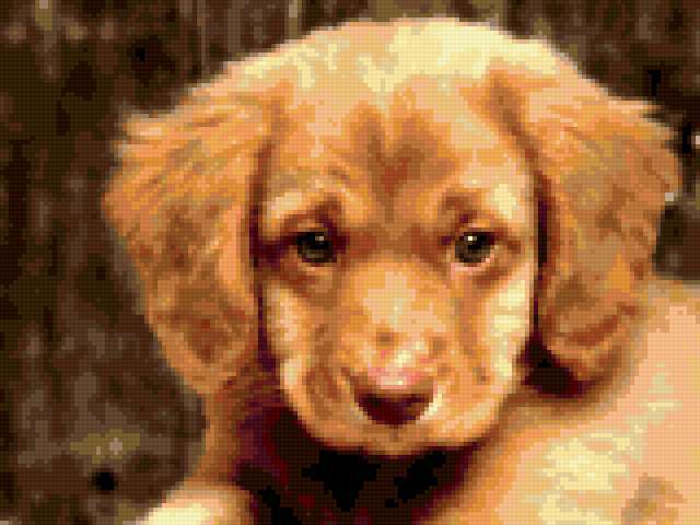 Щенок, щенок, собака, животные, домашние животные