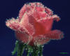 Схема вышивки «Роза и роса»