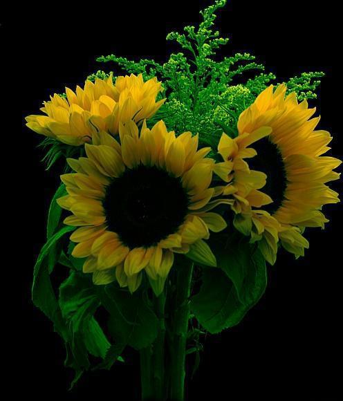 Подсолнухи, цветы, букет, подсолнухи