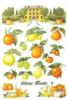 Схема вышивки «Апельсиновая ферма»
