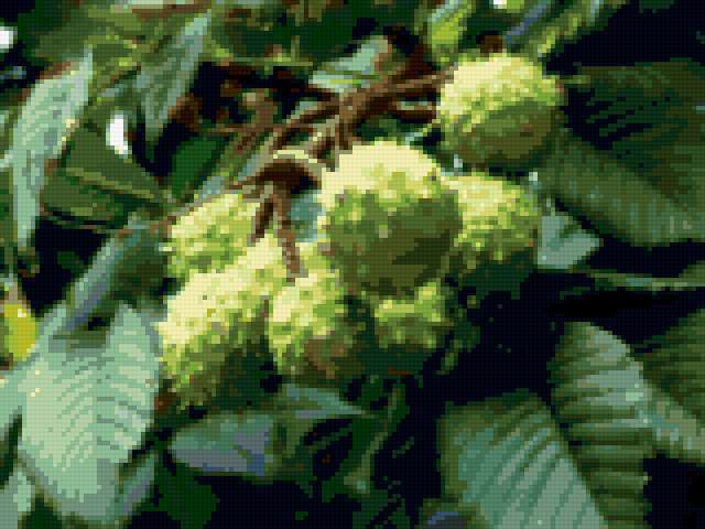 Каштаны, каштаны, растения, природа, флора