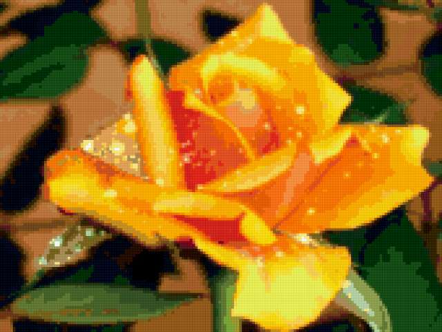 Утренняя свежесть, роза, розы, цветок, цветы, растение, растения