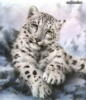 Белый леопард: оригинал