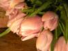 Розовые тюльпаны: оригинал