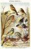 Схема вышивки «Певчие птицы»