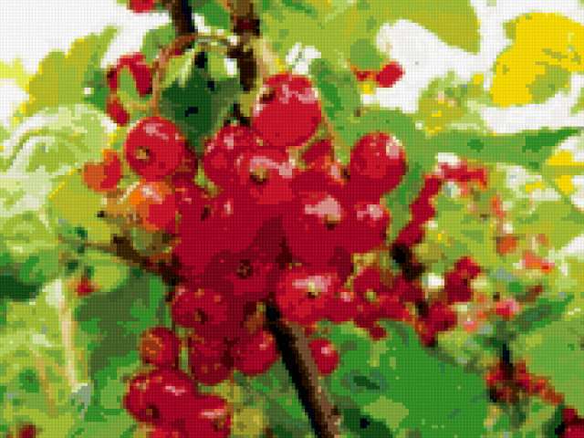 Красная смородина, смородина, ягода, ягоды, растения, растение, для кухни