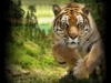 Схема вышивки «Прыжок бенгальского тигра»