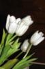 Схема вышивки «Тюльпаны белые»