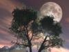 Луна запуталась в деревьях: оригинал