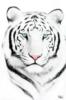 Схема вышивки «Белый тигр)»