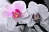 Схема вышивки «Нежная орхидея»