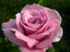 Схема вышивки «Розовая прелесть»