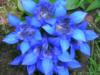 Синие цветы: оригинал
