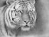 Схема вышивки «Тигруся»