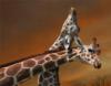 Схема вышивки «Любовь жирафот»