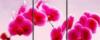 Схема вышивки «Триптих. Розовый цветок»